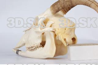 Skull goat 0073