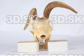 Skull goat 0082