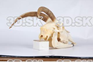 Skull goat 0089