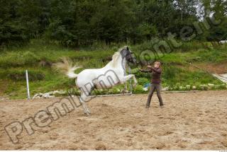 Horse poses 0094