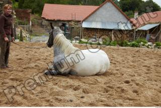 Horse poses 0105