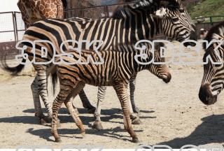 Zebra 0043