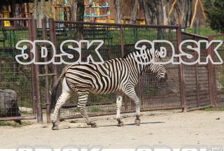 Zebra 0052