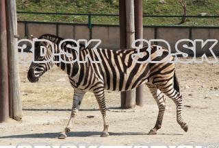 Zebra 0075