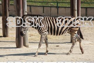 Zebra 0076