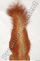 Tail Squirrel