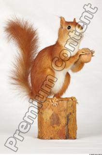 Squirrel-Sciurus vulgaris 0013