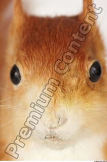 Squirrel-Sciurus vulgaris 0024