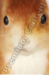 Squirrel-Sciurus vulgaris 0025