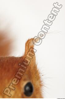 Squirrel-Sciurus vulgaris 0028