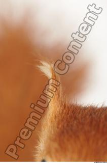 Squirrel-Sciurus vulgaris 0029