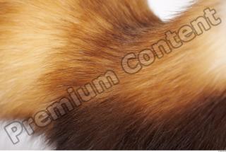 Ferret-Mustela eversmanni 0021