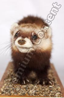 Ferret-Mustela eversmanni 0022