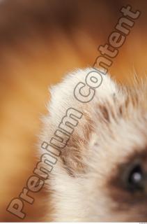 Ferret-Mustela eversmanni 0028