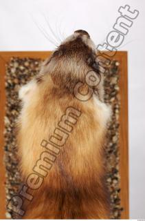 Ferret-Mustela eversmanni 0062