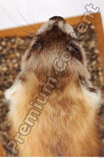 Ferret-Mustela eversmanni 0063