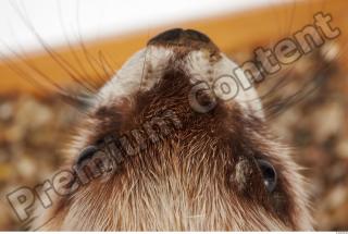 Ferret-Mustela eversmanni 0064