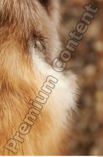 Ferret-Mustela eversmanni 0065