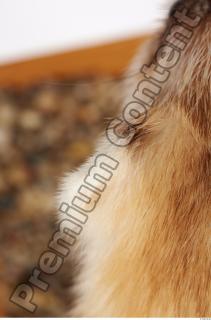 Ferret-Mustela eversmanni 0066