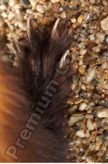 Ferret-Mustela eversmanni 0070