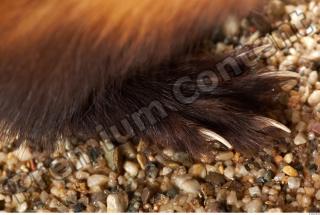 Ferret-Mustela eversmanni 0071