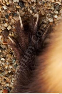 Ferret-Mustela eversmanni 0072