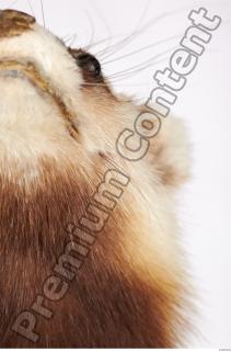 Ferret-Mustela eversmanni 0074