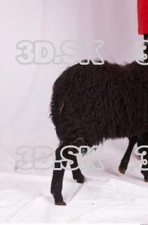 Ram-Ovis aries 0006