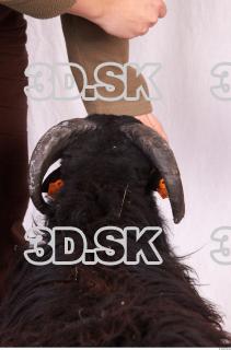 Ram-Ovis aries 0025