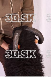 Ram-Ovis aries 0034