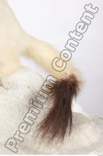 Ermine 0017