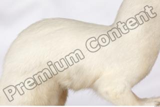 Ermine 0033