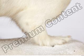 Ermine 0035