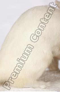 Ermine 0039