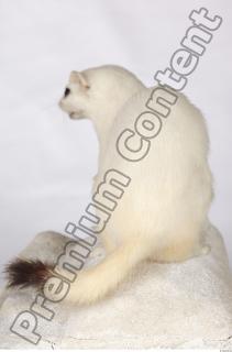 Ermine 0044