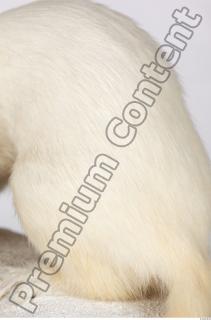 Ermine 0050