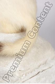 Ermine 0051