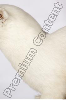 Ermine 0055