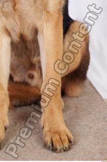 Dog-Wolfhound 0033