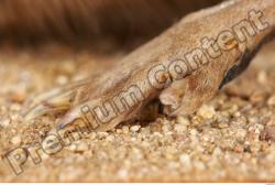 Foot Whole Body Muskrat Animal photo references