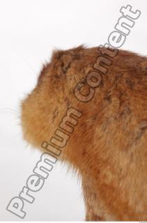 Muskrat-Ondatra zibethicus 0104