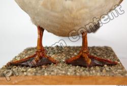 Leg Duck